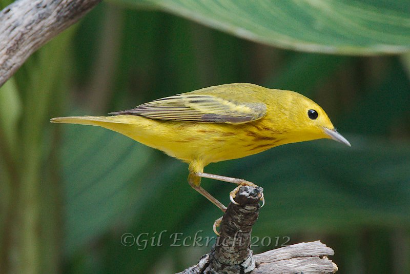 Yellow Warbler 2012-05-05_3.jpg